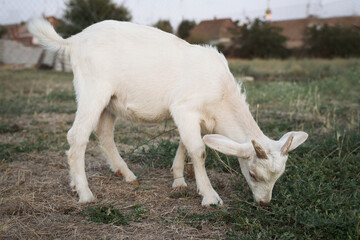 Cute goatling on pasture at farm. Baby animal