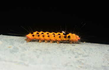 A cute yellow worm, cute butterfly worm waling