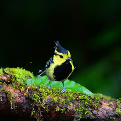 Colorful yellow bird, Yellow-cheeked Tit (Parus spilonotus) bird of Thailand