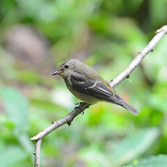Female of Yellow-rumped flycatcher bird (ficedula zathopygia) nice perching on the branch with bright background