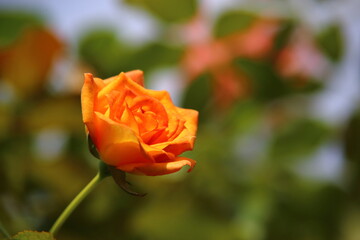 オレンジ色のバラが華麗に咲いている