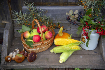 On the wooden porch there are pumpkins, apples in a basket, corn cobs, mushrooms, and branches with...