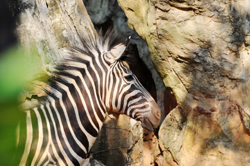 Fototapeta na wymiar closeup side and Head profile Detail zebra