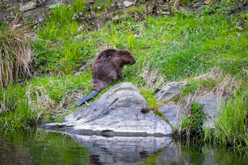 24.04.2021, GER, Bayern, Passau: Biber (Castor fiber) sucht am Ufer des Flusses Ilz nach Nahrung. © Dominik Kindermann