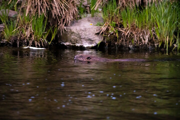24.04.2021, GER, Bayern, Passau: Biber (Castor fiber) schwimmt im Fluss Ilz.