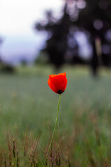 Photo of poppy flower, close-up image of red blossom, field in the background