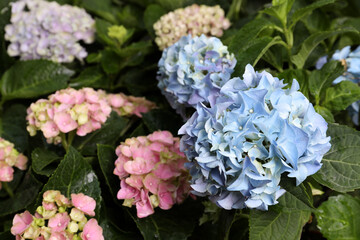Beautiful hortensia plants with colorful flowers outdoors