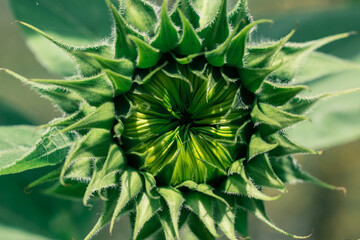 sunflower closeup green flower nature
