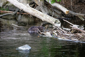 10.05.2021, GER, Bayern, Passau: Biber (Castor fiber) am Ufer des Flusses Ilz.