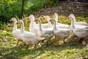 A flock of geese on a paddock in the grass outside 