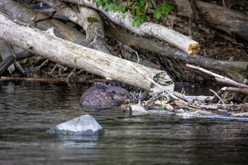 10.05.2021, GER, Bayern, Passau: Biber (Castor fiber) am Ufer des Flusses Ilz.