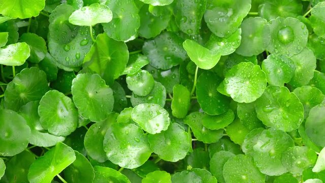 Centella asiatica is concentrated in bright green leaves with water droplets. This is commonly known as centella and gotu kola, is a small, herbaceous, annual plant and is native in Asian