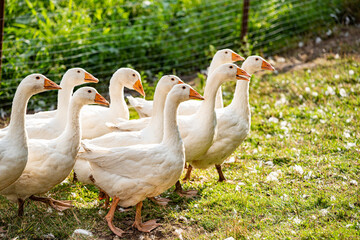 A flock of geese on a paddock in the grass outside 