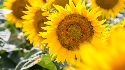 Fototapeta premium Blooming sunflowers natural background, close-up.