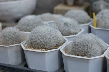 Selective focus Cactus in Plants pot,cactus market,Home Garden Concept.