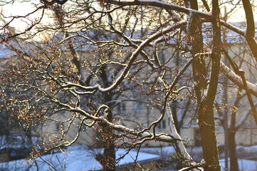 Winter branches
