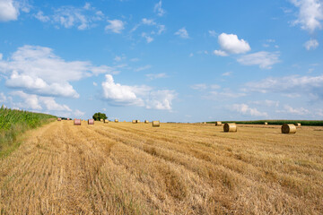 Fototapeta premium Field with hay bales on a beautiful day against the sky and corn fields 