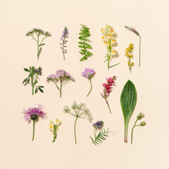 Minimal natural floral background with summer wild flower and grass. Botanical pattern