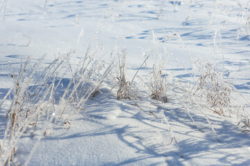 Dry meadow flowers and grass covered frost in winter field. Nature background in cold winter day