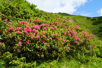 Obraz premium Rostblättrige Alpenrose (Rhododendron ferrugineum), Allgäuer Alpen, Kleinwalsertal, Österreich, Europa