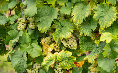 Some ripe grapes of white Riesling hanging on the vine in the Rheingau.