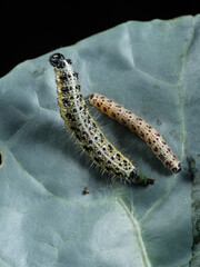 Two cabbage caterpillars sit on a cabbage leaf. Damage to crops, pests.