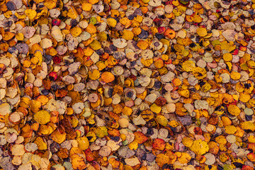 Abstraction. Autumn background.