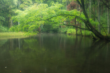新緑の木と静かな池