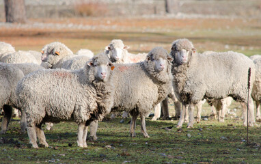front sheep, set of sheep white fur sheep, white wool