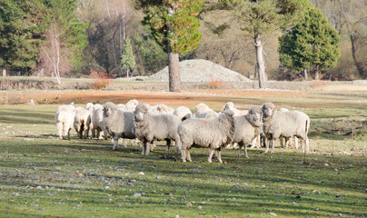 Obraz premium Sheep, sheep, merino breed type