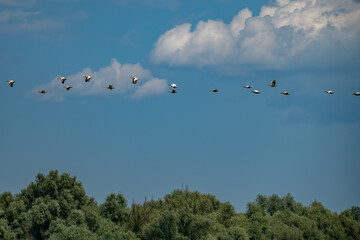 Birds on Sky