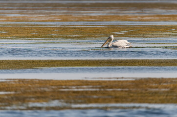 Pelican at Danube Delta