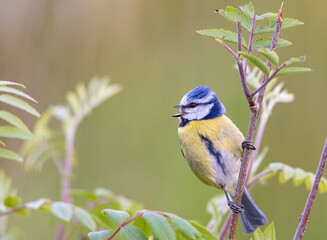 Obraz premium Blue tit bird 