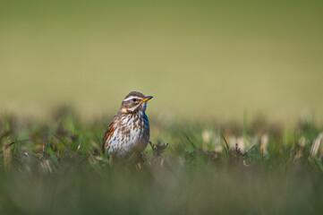  Redwing