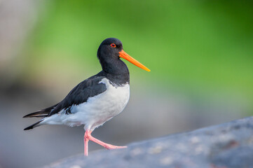 Oystercatcher