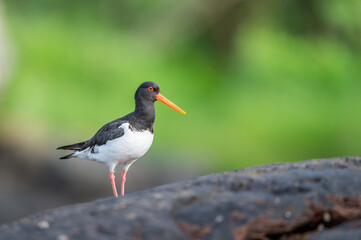 Oystercatcher