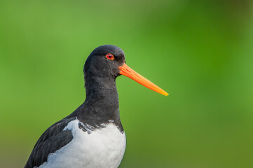 Oystercatcher