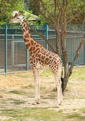 Beautiful Rothschild's giraffe in zoo. Exotic animal