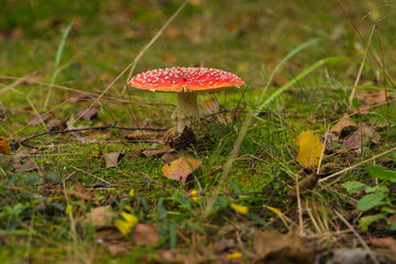 Toadstool (disambiguation) in a german forest