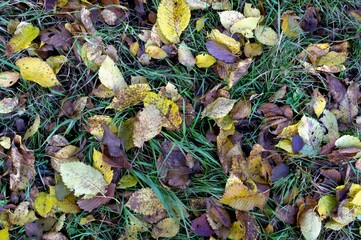 Yellow autumn leaves on the grass