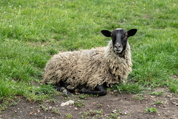 A sheep with dirty wool lies on the green grass and looks at the camera. A high-altitude pasture. The concept of animal husbandry.