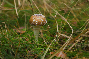 Brown fly agaric (Amanita regalis) in a german forest