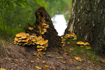 Yellow mushrooms on a dead tree on lake in Germany