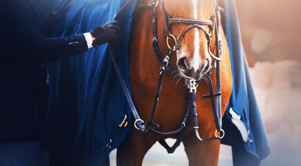 The sorrel horse is wearing a bridle and a blue warm blanket, and a rider stands next to him and...