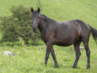 Brown horse with grass in his mouth looking at the camera. Side view. In the background is green grass. A mountain pasture. The concept of livestock breeding.