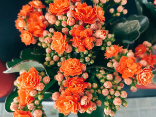 Orange flowering plant. Rose Flower Bouquet