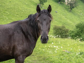 Obraz premium Brown horse sideways. Head turned toward the camera. Green grass in the background. The concept of cattle breeding.