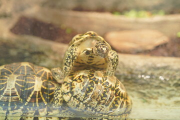 水族館で泳ぐ魚
