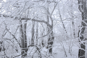 frozen branches in snow with abstract background