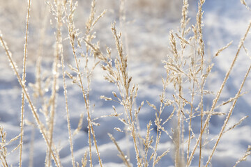 Fototapeta premium frozen branches in snow with abstract background